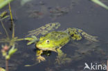 Grote groene kikker