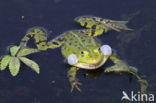 Grote groene kikker