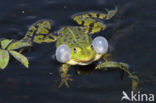 Grote groene kikker