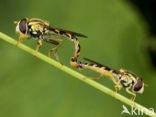 Hoverfly (Sphaerophoria scripta)