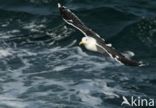 Great Black-backed Gull (Larus marinus)