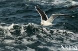 Grote Mantelmeeuw (Larus marinus)