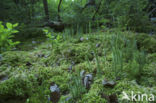 Grote wolfsklauw (Lycopodium clavatum)