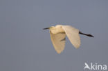 Grote zilverreiger (Casmerodius albus)