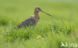 Black-tailed Godwit (Limosa limosa)