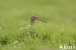 Black-tailed Godwit (Limosa limosa)