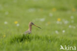 Black-tailed Godwit (Limosa limosa)