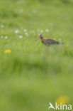 Grutto (Limosa limosa)