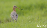 Grutto (Limosa limosa)