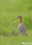 Black-tailed Godwit (Limosa limosa)