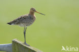 Grutto (Limosa limosa)