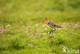 Black-tailed Godwit (Limosa limosa)