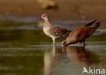 Speckled Pigeon (Columba guinea)