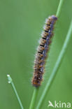 Northern Eggar (Lasiocampa quercus)