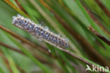 Northern Eggar (Lasiocampa quercus)