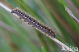 Northern Eggar (Lasiocampa quercus)