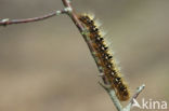 Northern Eggar (Lasiocampa quercus)