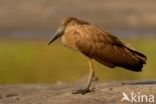 Hamerkop (Scopus umbretta)