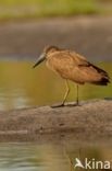 Hamerkop (Scopus umbretta)