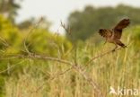 Hamerkop (Scopus umbretta)