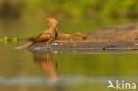 Hamerkop (Scopus umbretta)