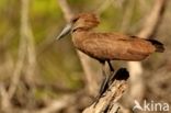 Hamerkop (Scopus umbretta)