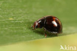 Heather Ladybird (Chilocorus bipustulatus