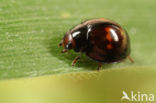 Heather Ladybird (Chilocorus bipustulatus