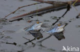 Heikikker (Rana arvalis)