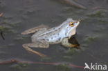 Heikikker (Rana arvalis)