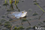 Heikikker (Rana arvalis)