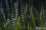 Waterhorsetail (Equisetum fluviatile)