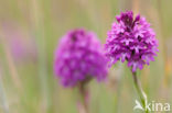 Hondskruid (Anacamptis pyramidalis)