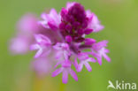 Pyramidal Orchid (Anacamptis pyramidalis)