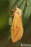 Ghost Moth (Hepialus humuli)