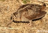 Eurasian Woodcock (Scolopax rusticola)