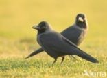 House Crow (Corvus splendens)