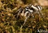 Zebra Jumper (Salticus scenicus)