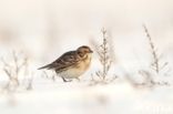 Lapland Bunting (Calcarius lapponicus)