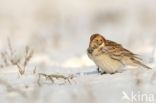 Lapland Bunting (Calcarius lapponicus)