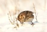 Lapland Bunting (Calcarius lapponicus)