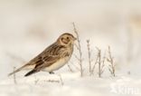 Lapland Bunting (Calcarius lapponicus)