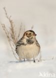 Lapland Bunting (Calcarius lapponicus)