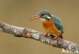 Kingfisher (Alcedo atthis)
