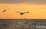 Northern Gannet (Morus bassanus)