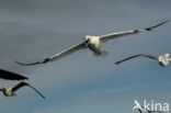 Northern Gannet (Morus bassanus)