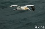 Northern Gannet (Morus bassanus)