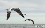 Northern Gannet (Morus bassanus)