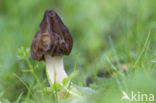 Kapjesmorielje (Morchella semilibera)