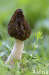 Half Free Morel (Morchella semilibera)